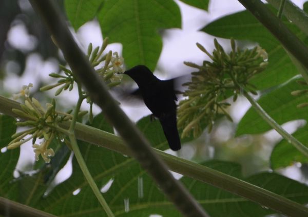 Colibri