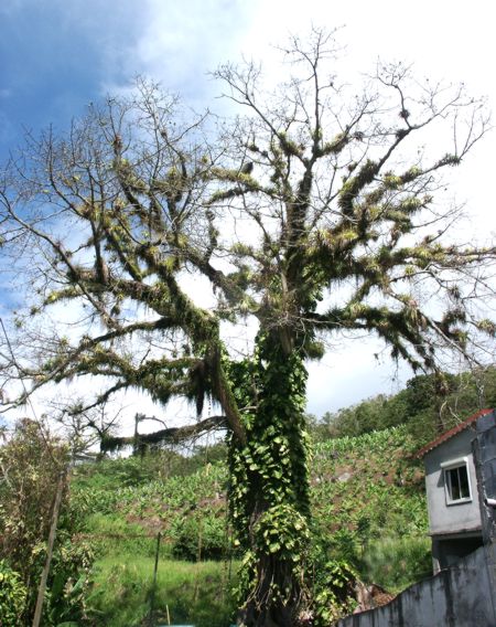 Ceiba pentandra