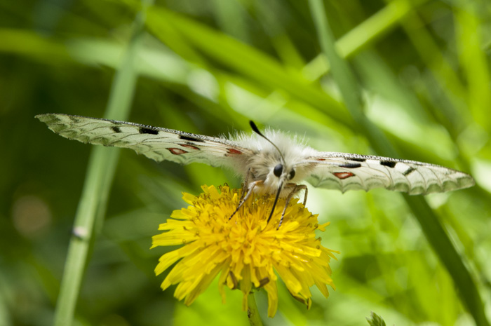 Parnassius apollo