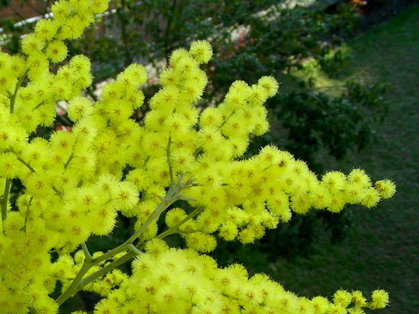 Acacia dealbata