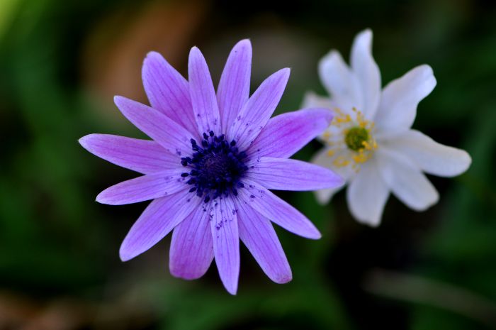 Anemone corsica