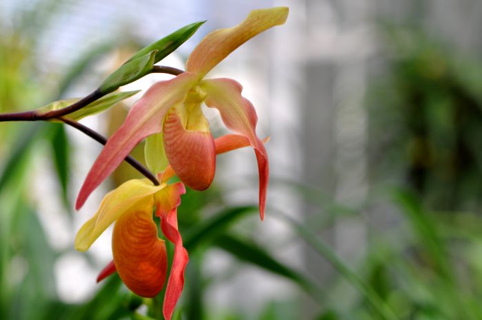 Phragmipedium longifolium