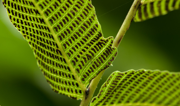 Thelypteris reticulata