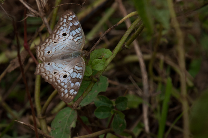 Anartia jatrophae