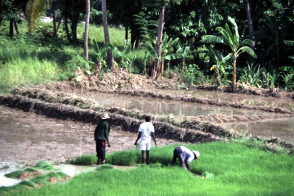 Campagne haïtienne