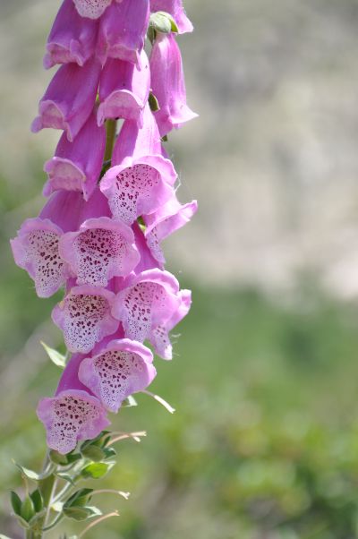 Digitalis purpurea