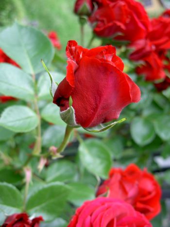 Rose F.Palli