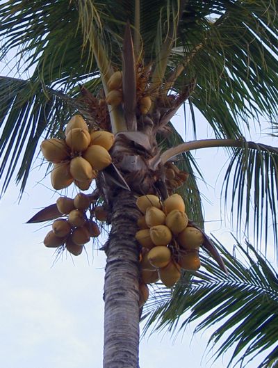 Strang Scheiben Kokosnuss Coconut 14-18 mm Afrika Ghana Handarbeit 