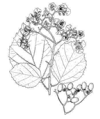 Cordia dentata
