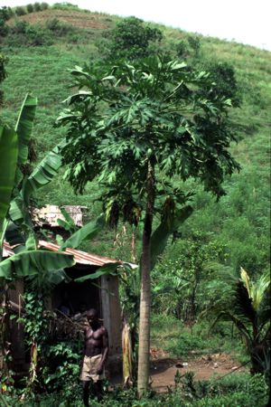 Haïti 1983