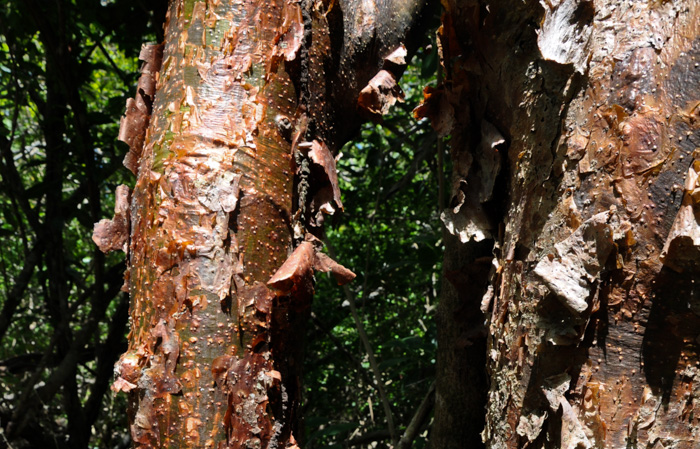 Bursera simaruba