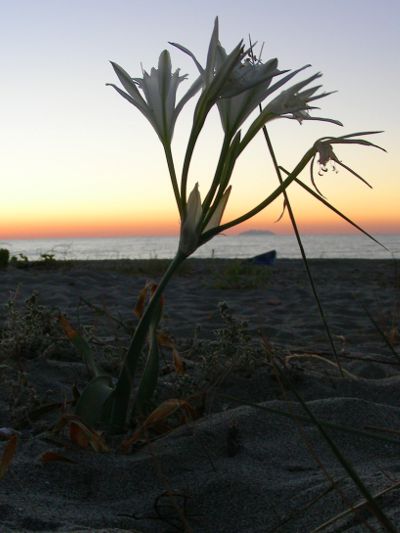 Pancratium au soleil naissant