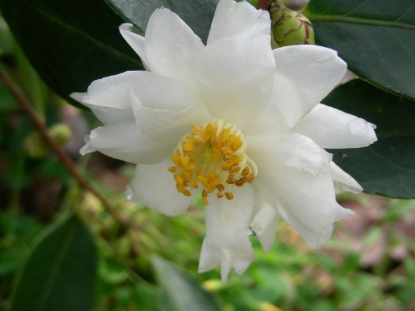 Camellia oleifera