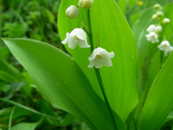 Convallaria majalis