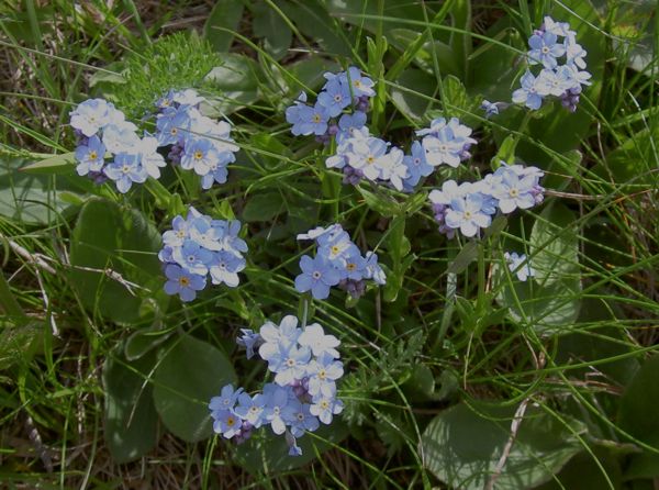 Myosotis