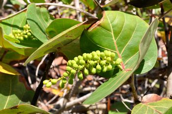 Coccoloba uvifera