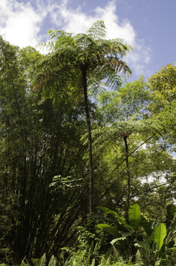 Cyathea