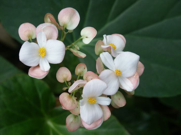 begonia