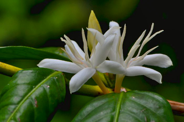 Coffea arabica