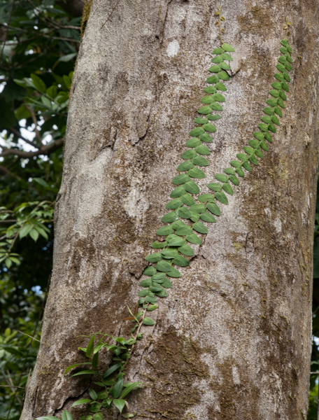 Dacryodes excelsa Dacryodes excelsa