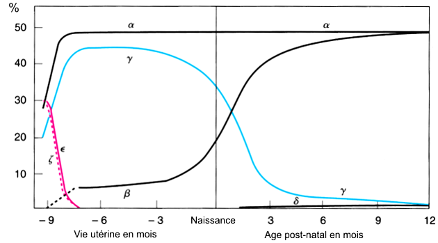 hémoglobines