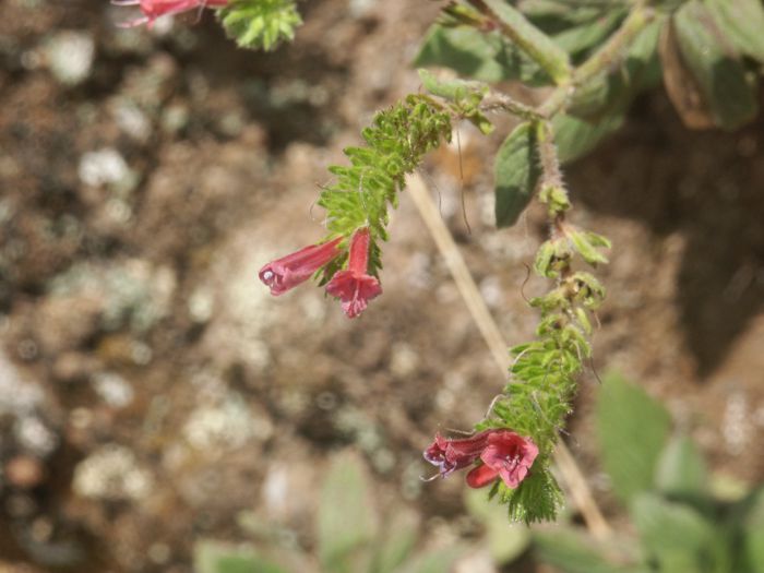 Echium stenosyphonstenosiphon