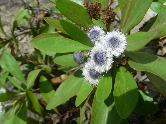 Globularia