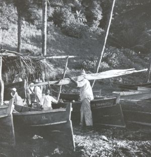 Gommiers à Grand-Rivière