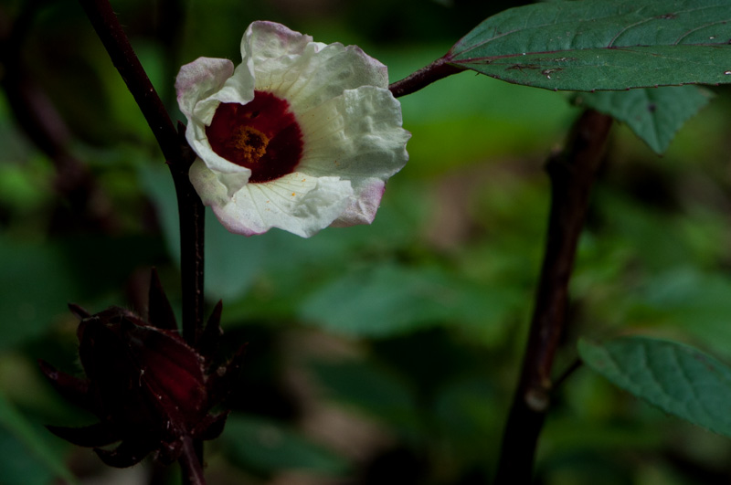 Hibiscus sabdariffa