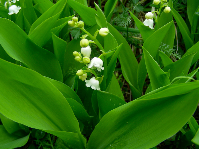 rivière