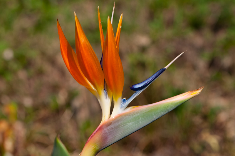 Heliconia psittacorum