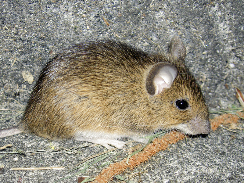 Souri Souris