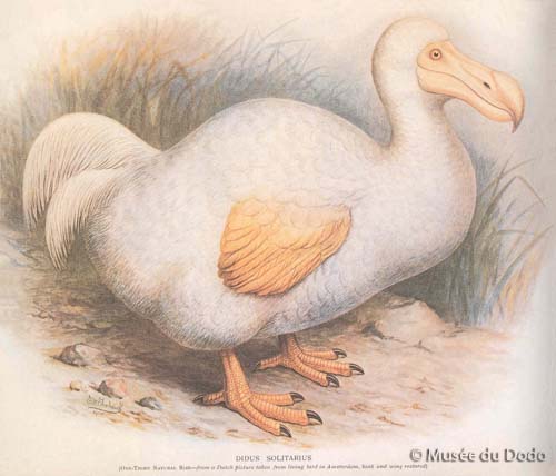 Dodo blanc