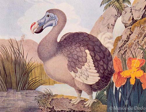 dodo3.jpg