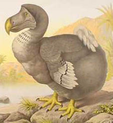 dodo