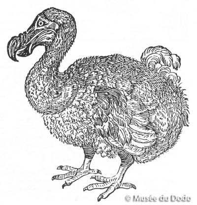 Dodo, gravure sur bois