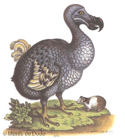 Dodo