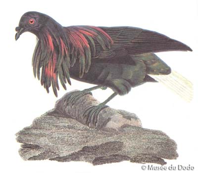 Pigeon de Nicobar