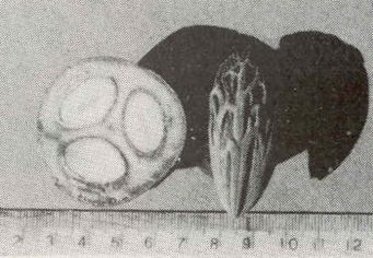 Latania lodigesii