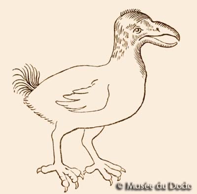 Olearius