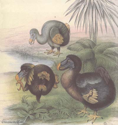 Memoir on the Dodo