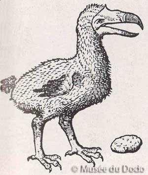 Physionomie du Dodo