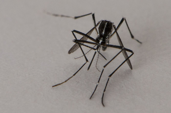 Aedes albopictus