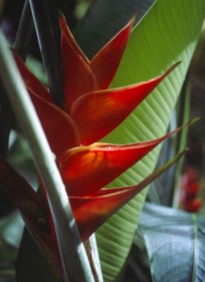 Heliconia caribæa