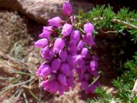 Erica cinereea