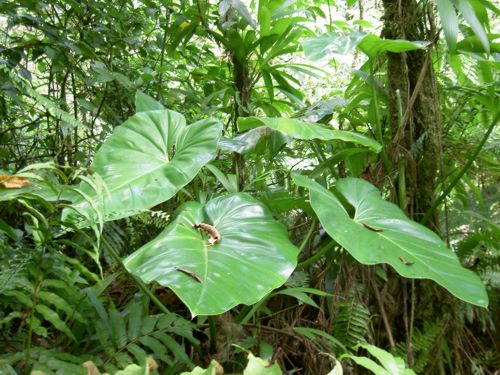 Chutes du carbet, Guadeloupe