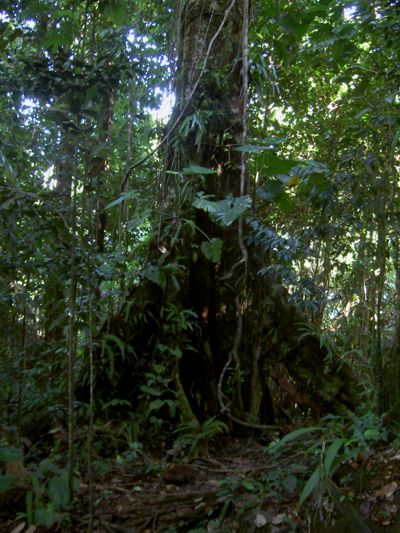 Forêt