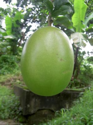 Crescentia cujete