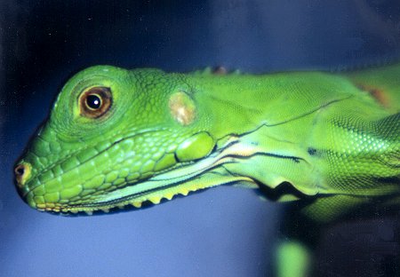 Jeune iguane