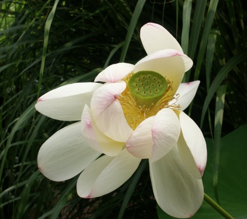 Nelumbo nucifera